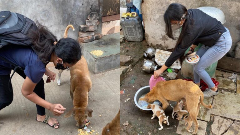 Man-Nirmal Foundation Food for animals Charity