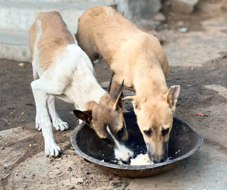 Animal Food Sewa - Man Nirmal Foundation