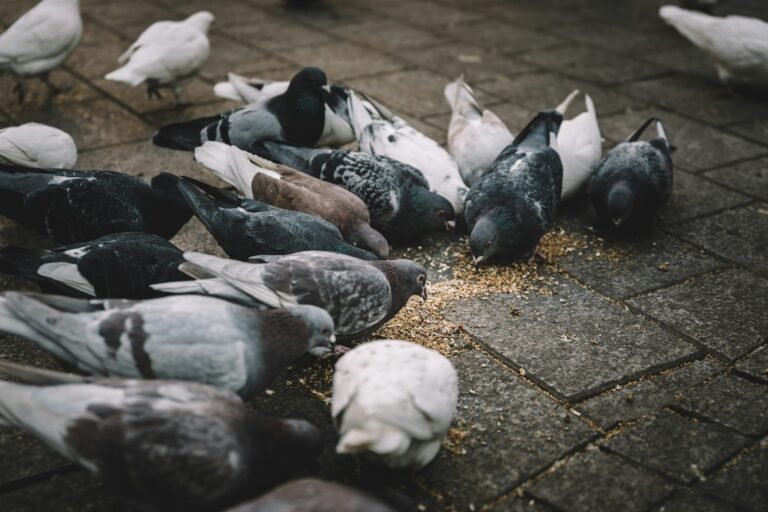 Birds Food Sewa - Man Nirmal Foundation